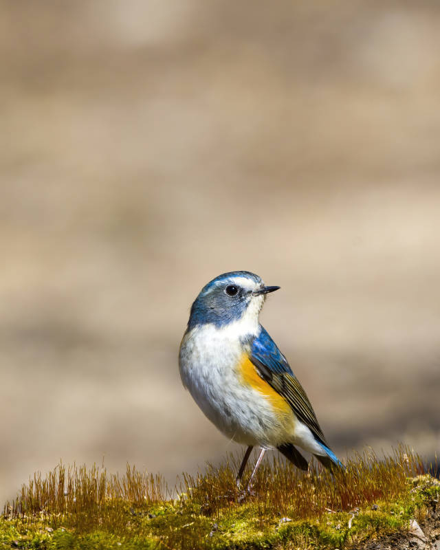 蓝喉歌鸲栖苔上图片