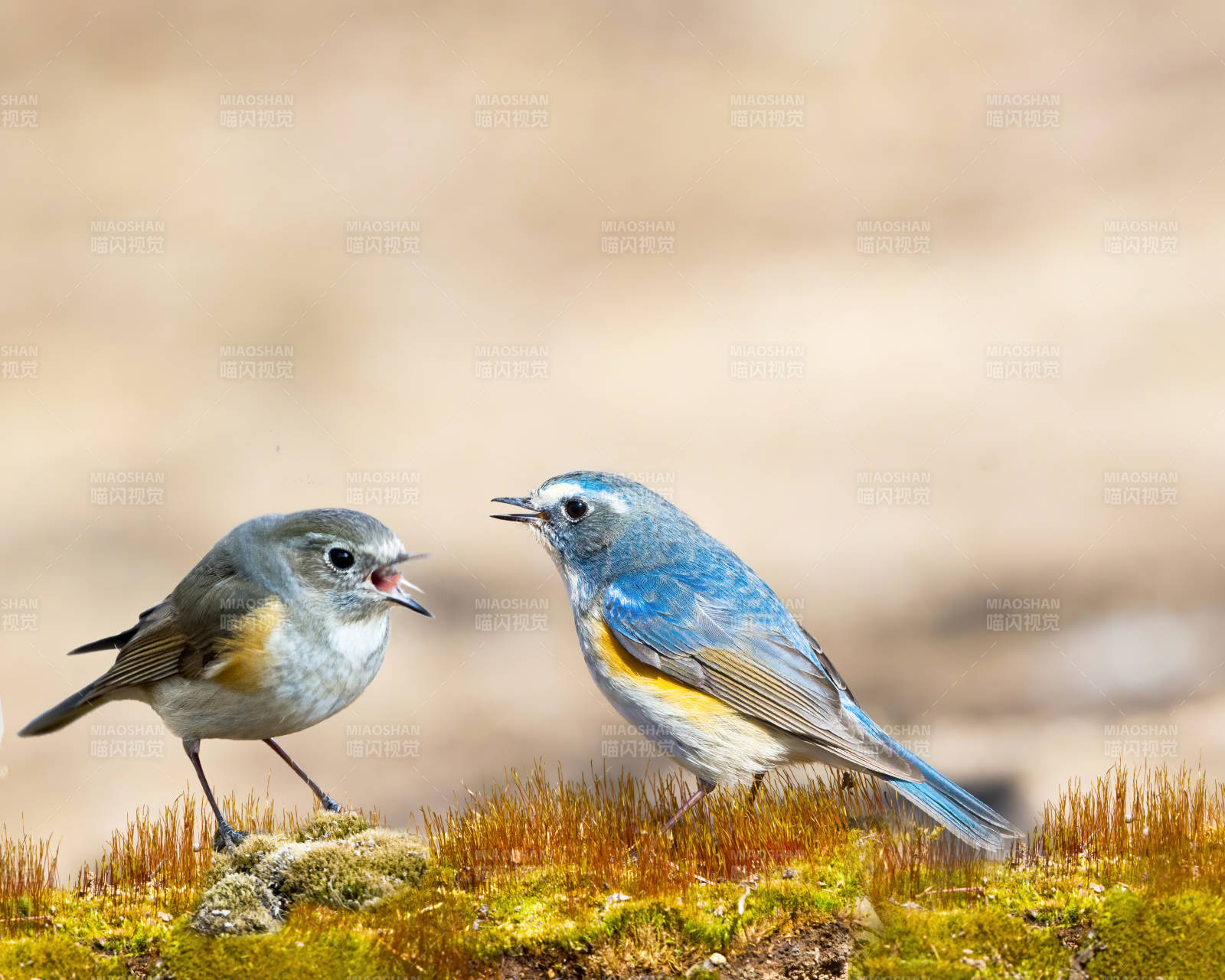 蓝灰小鸟苔上对鸣图片