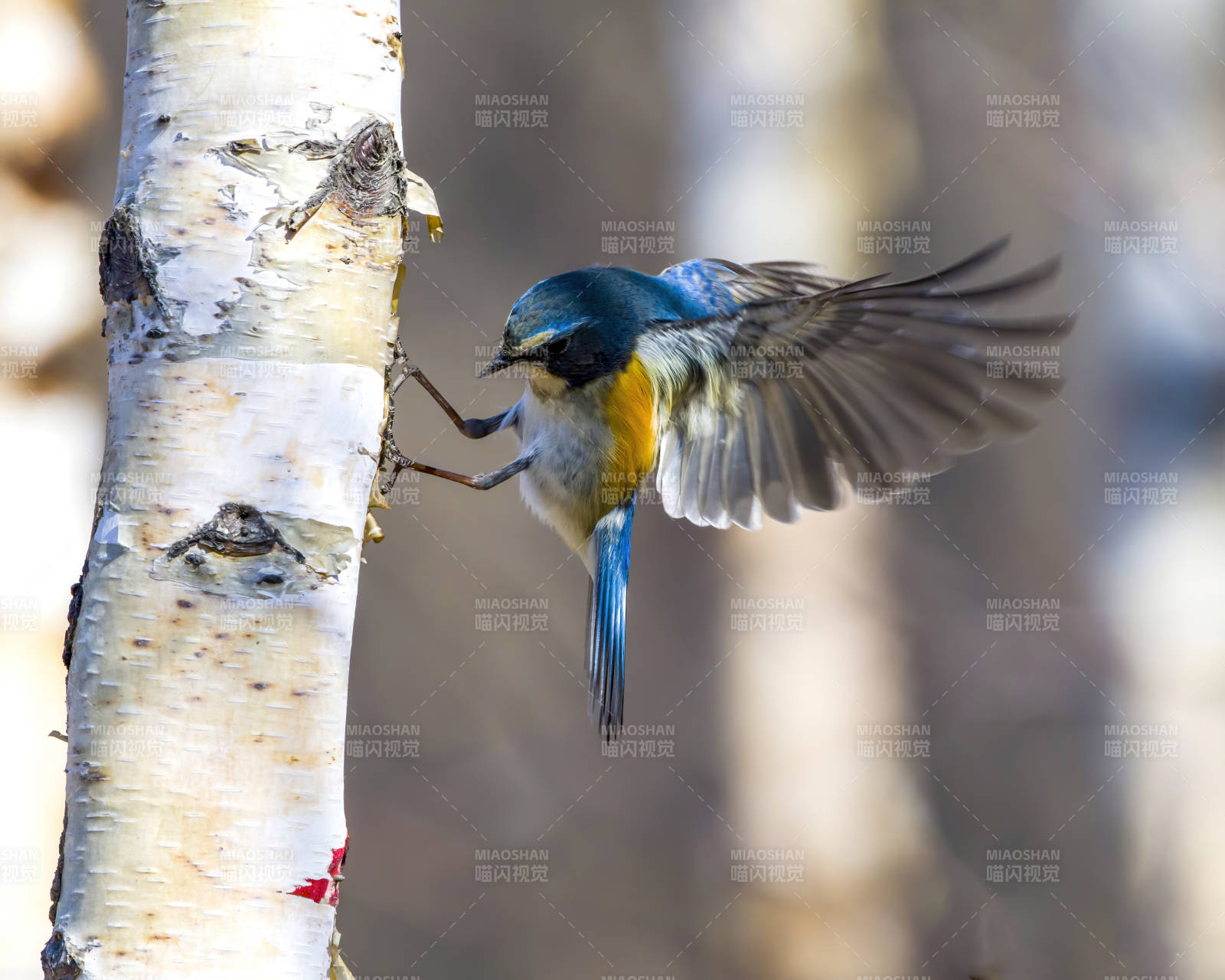 蓝鸟振翅啄白桦图片