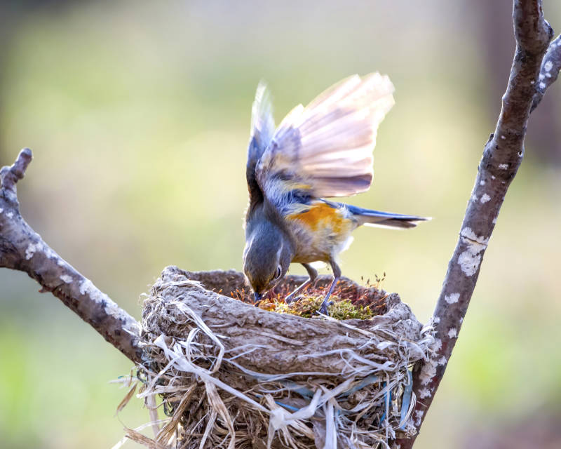 鸟儿筑巢育雏忙图片