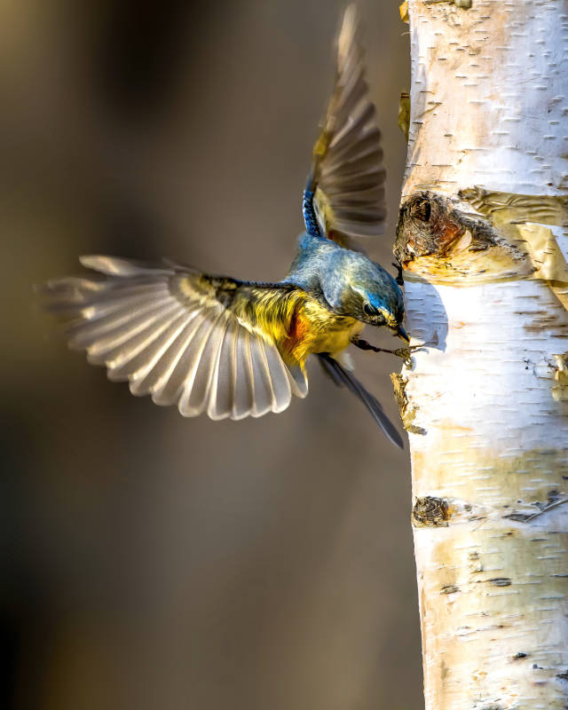 蓝鸟振翅啄树洞图片