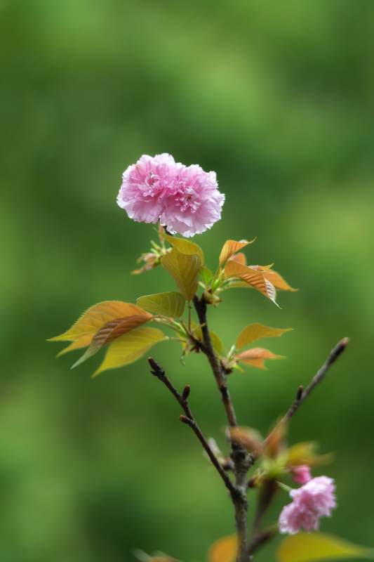 粉樱初绽 嫩叶伴春图片