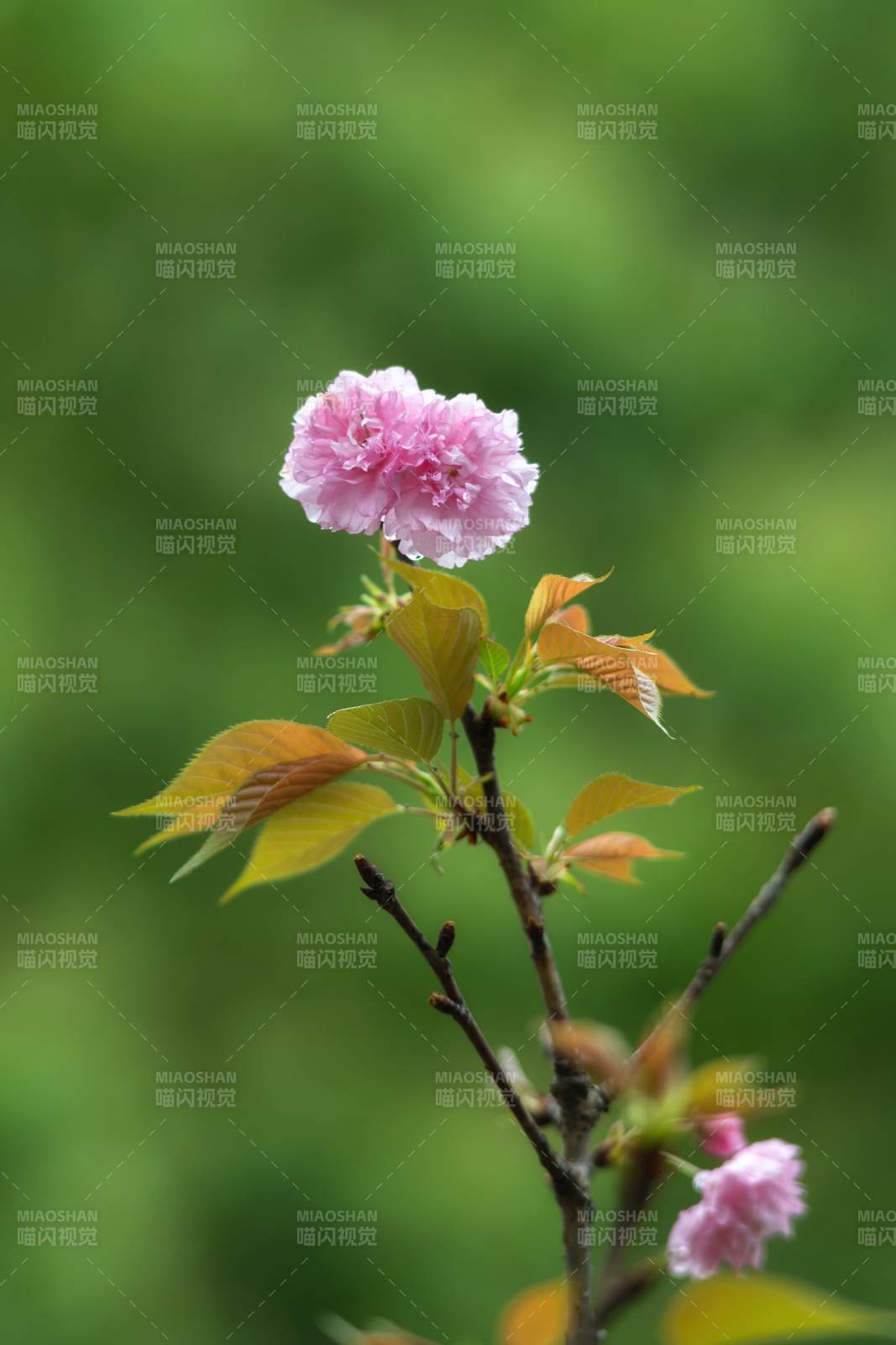 粉樱初绽 嫩叶伴春图片