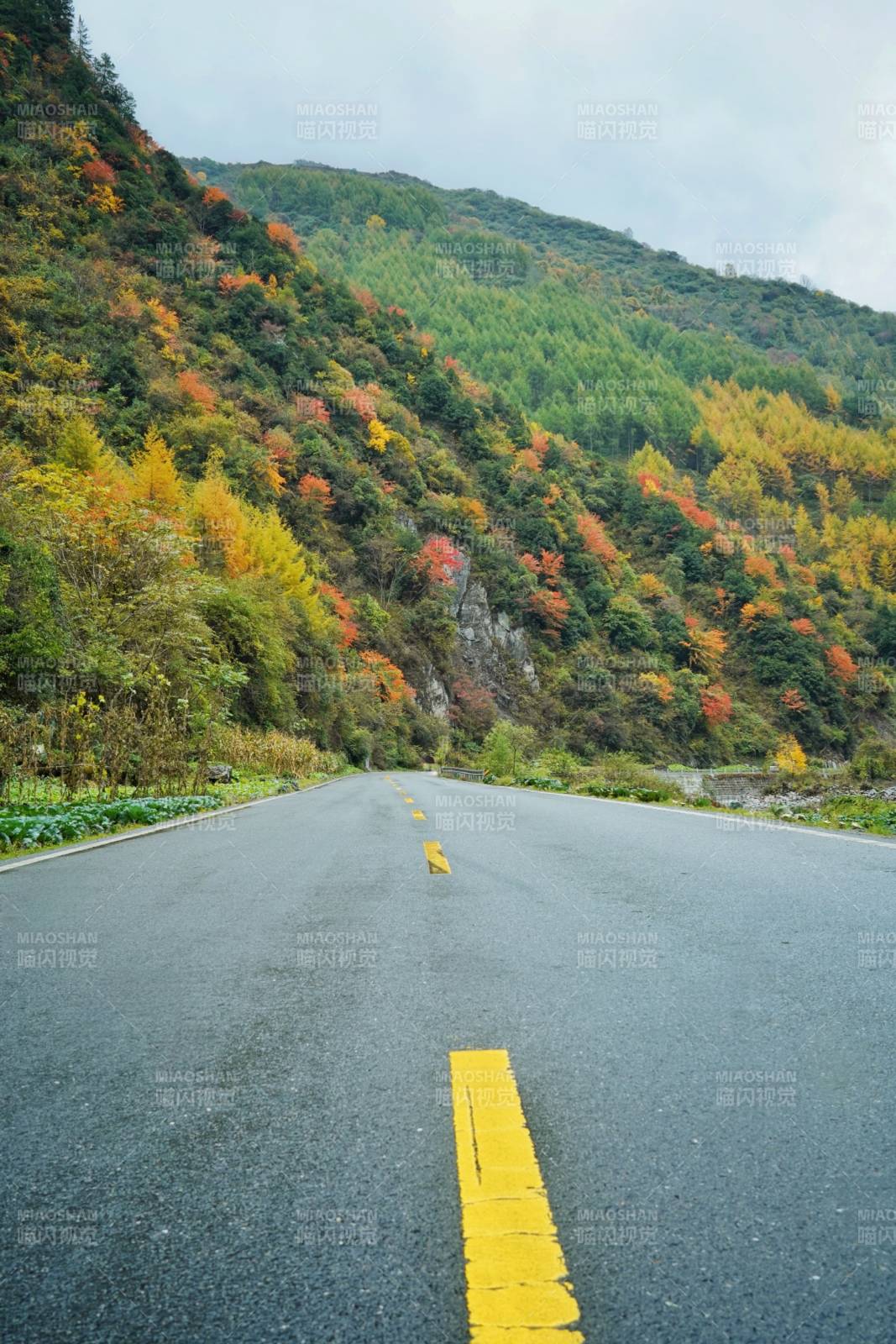 小金县秋色山径 黄线引远方图片