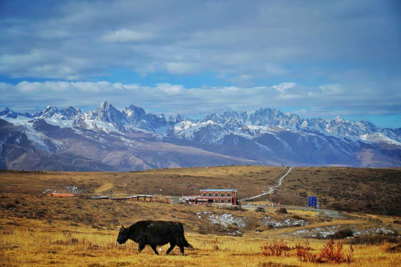 川西雪山下的牦牛与草原小屋图片