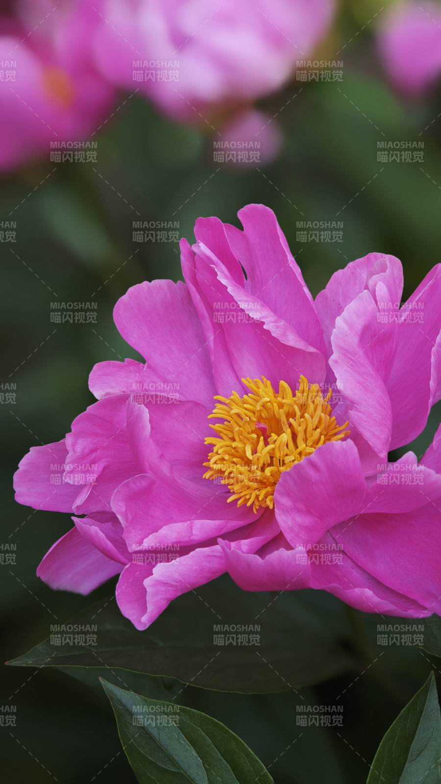 粉芍药绽放 金黄花蕊艳图片