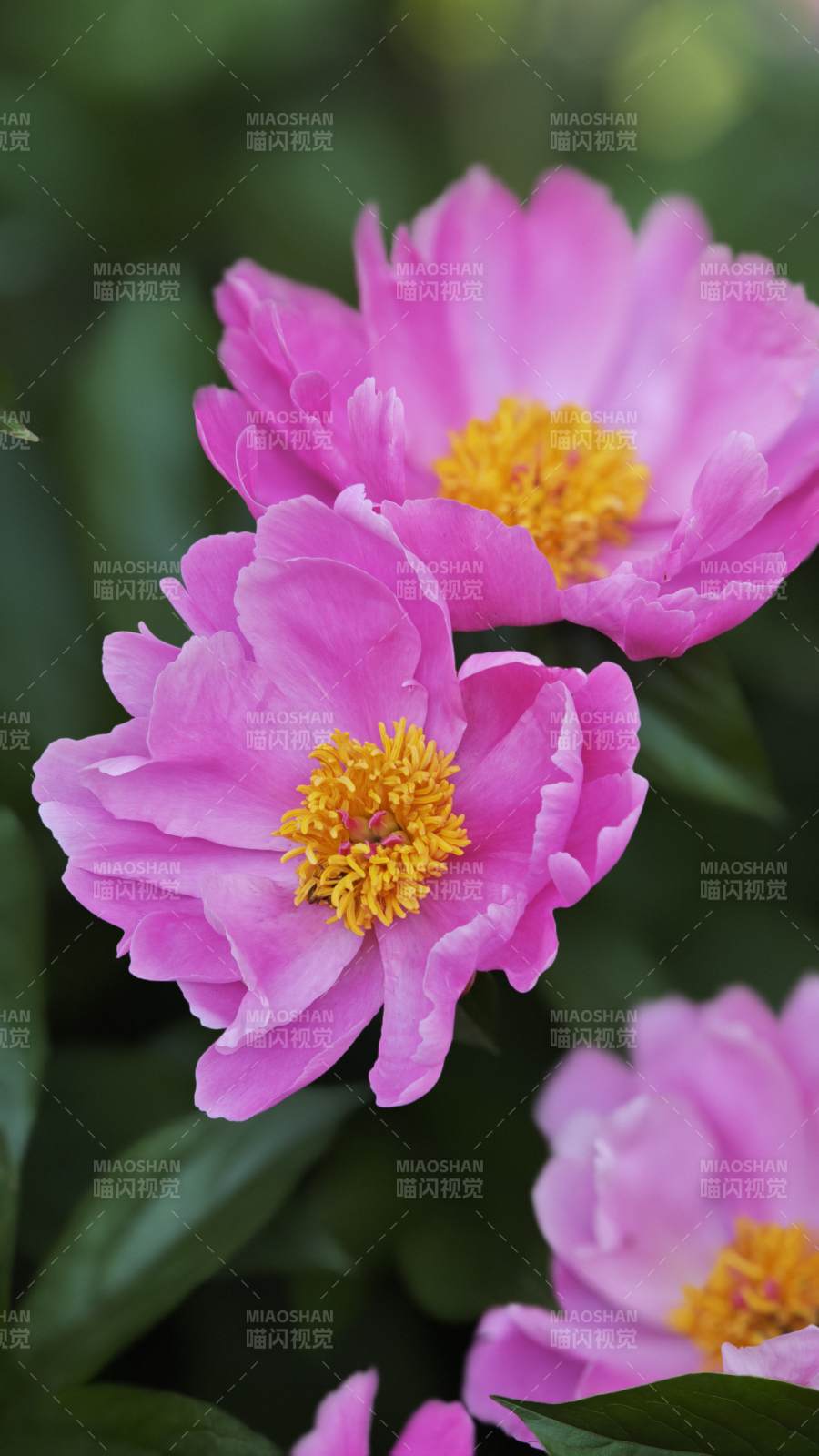 粉芍药绽放 黄蕊映绿叶图片