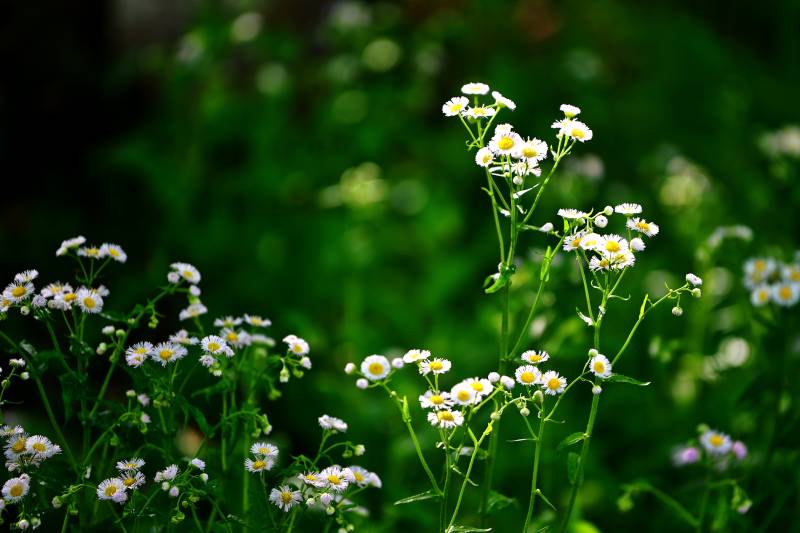 野花丛中 白黄小花绽放绿意间图片