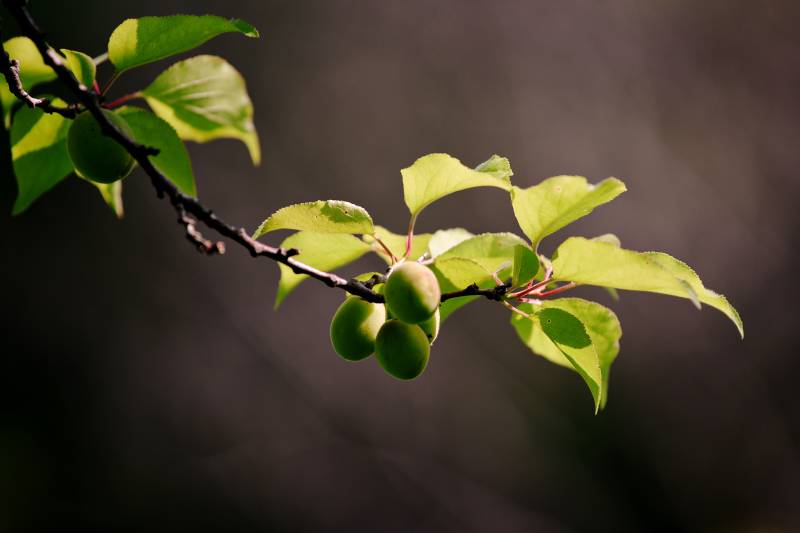 枝头青果映春光图片