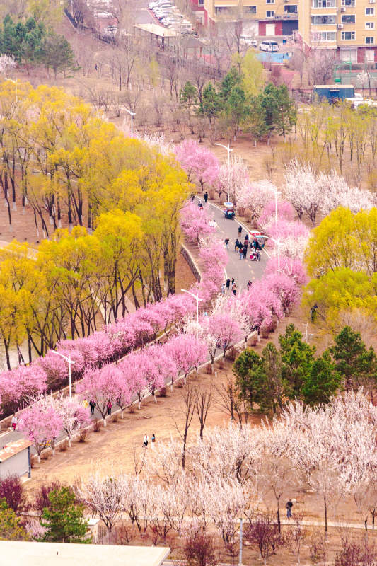 长春樱花岛春日花径 粉黄交织如画卷图片