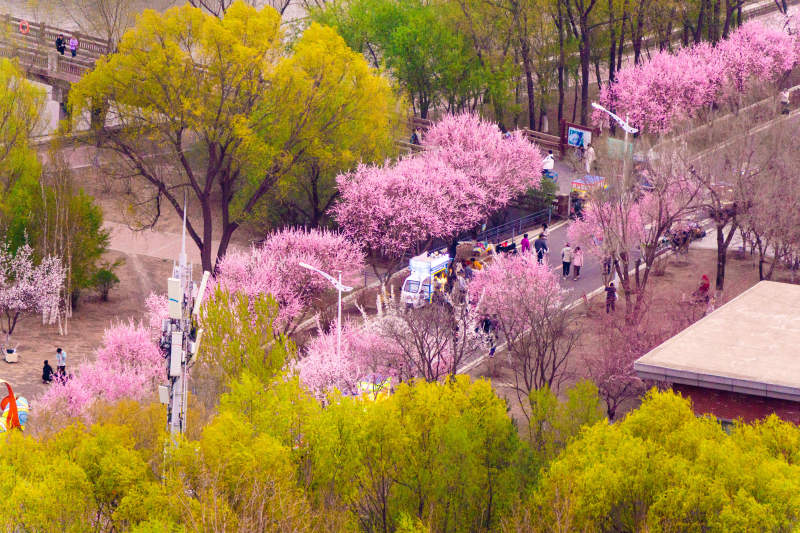 长春樱花岛春日花海 游人如织图片