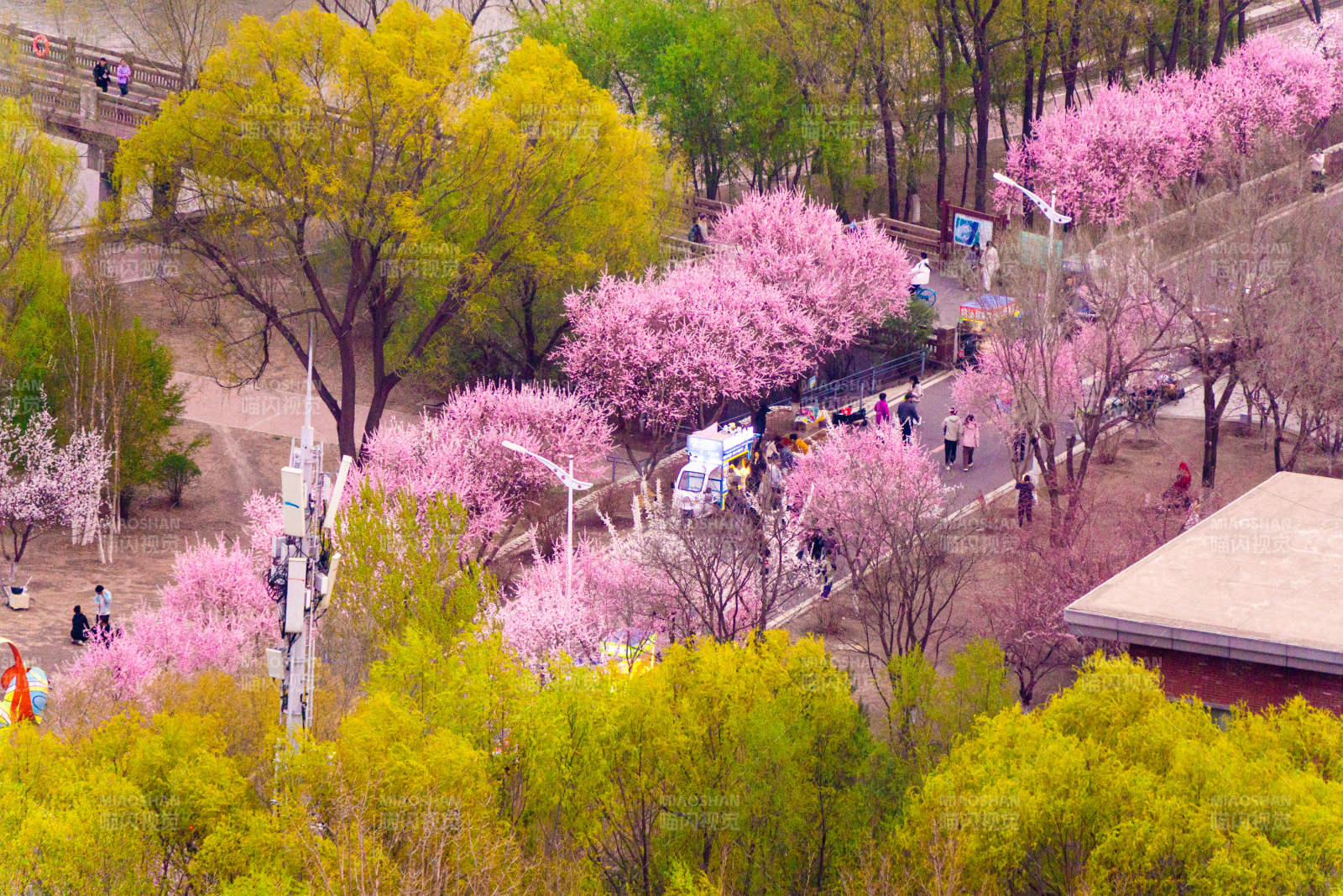 长春樱花岛春日花海 游人如织图片