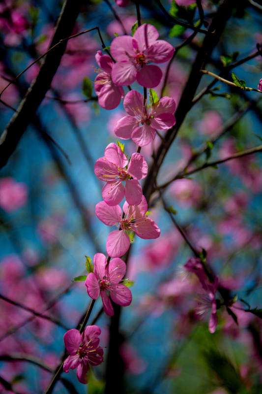 春日粉樱枝头绽图片