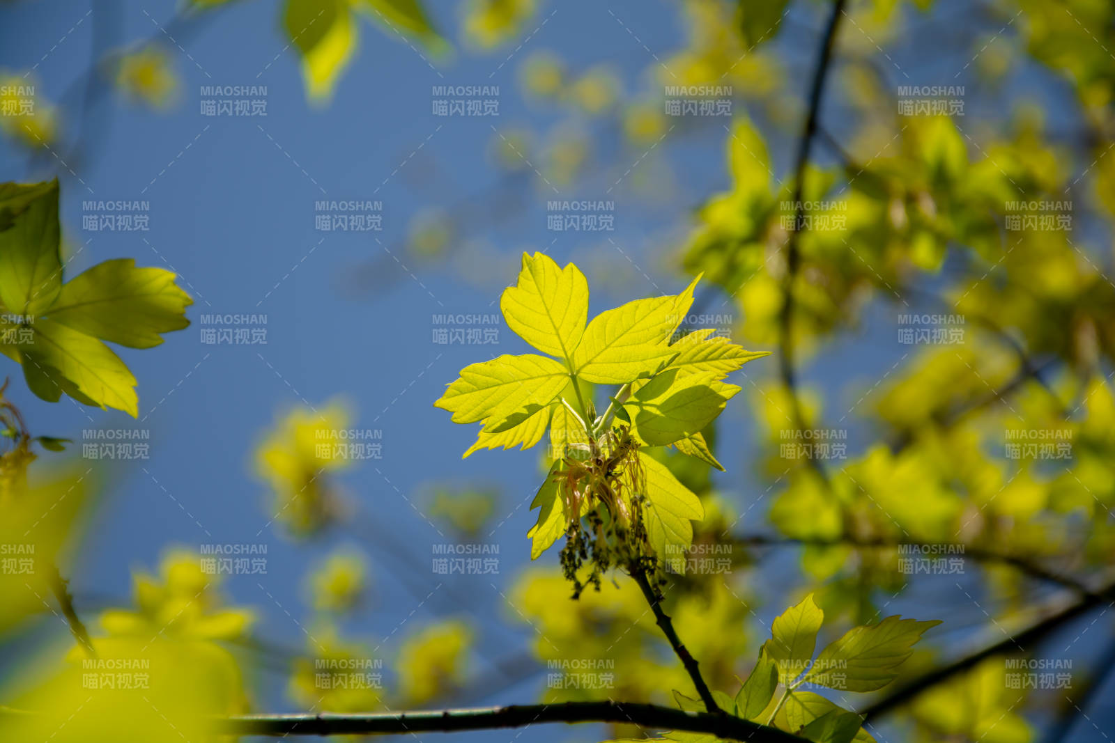 春日嫩叶映蓝天图片