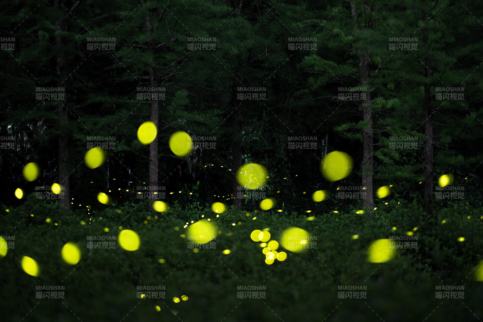 萤火虫点亮夏夜森林图片