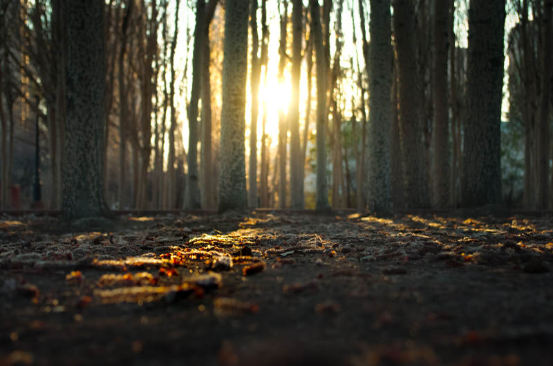 林间夕照 落叶铺金径图片