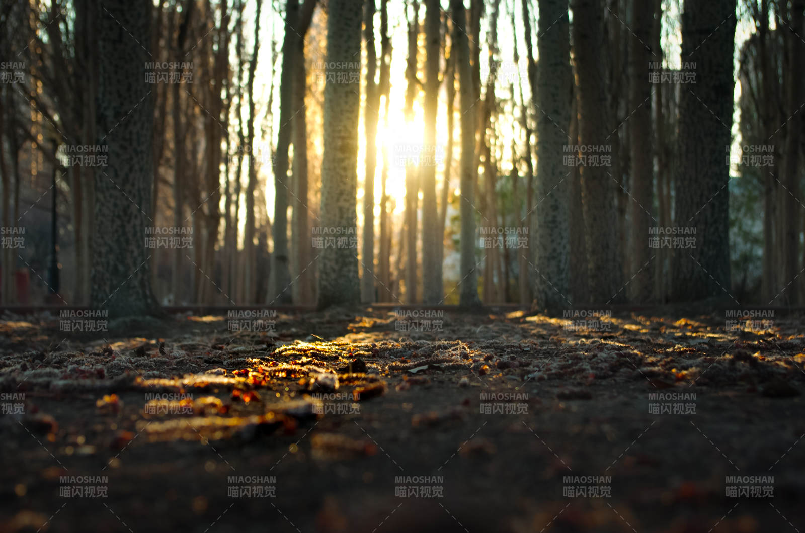 林间夕照 落叶铺金径图片