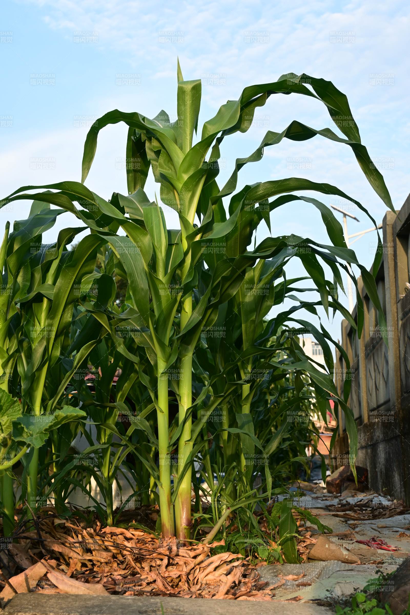 玉米田旁小径绿意盎然图片