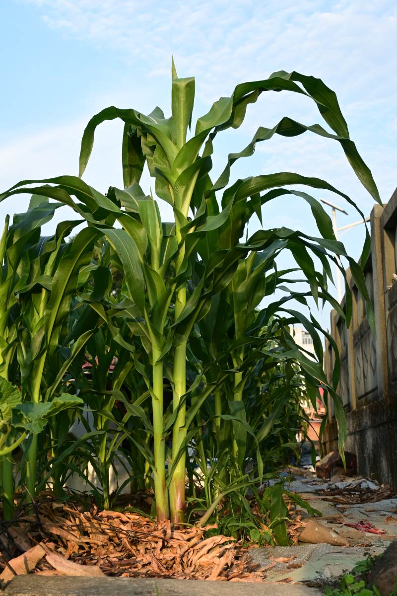 玉米田旁小径绿意盎然图片