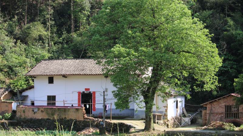 山间白屋绿树掩映图片