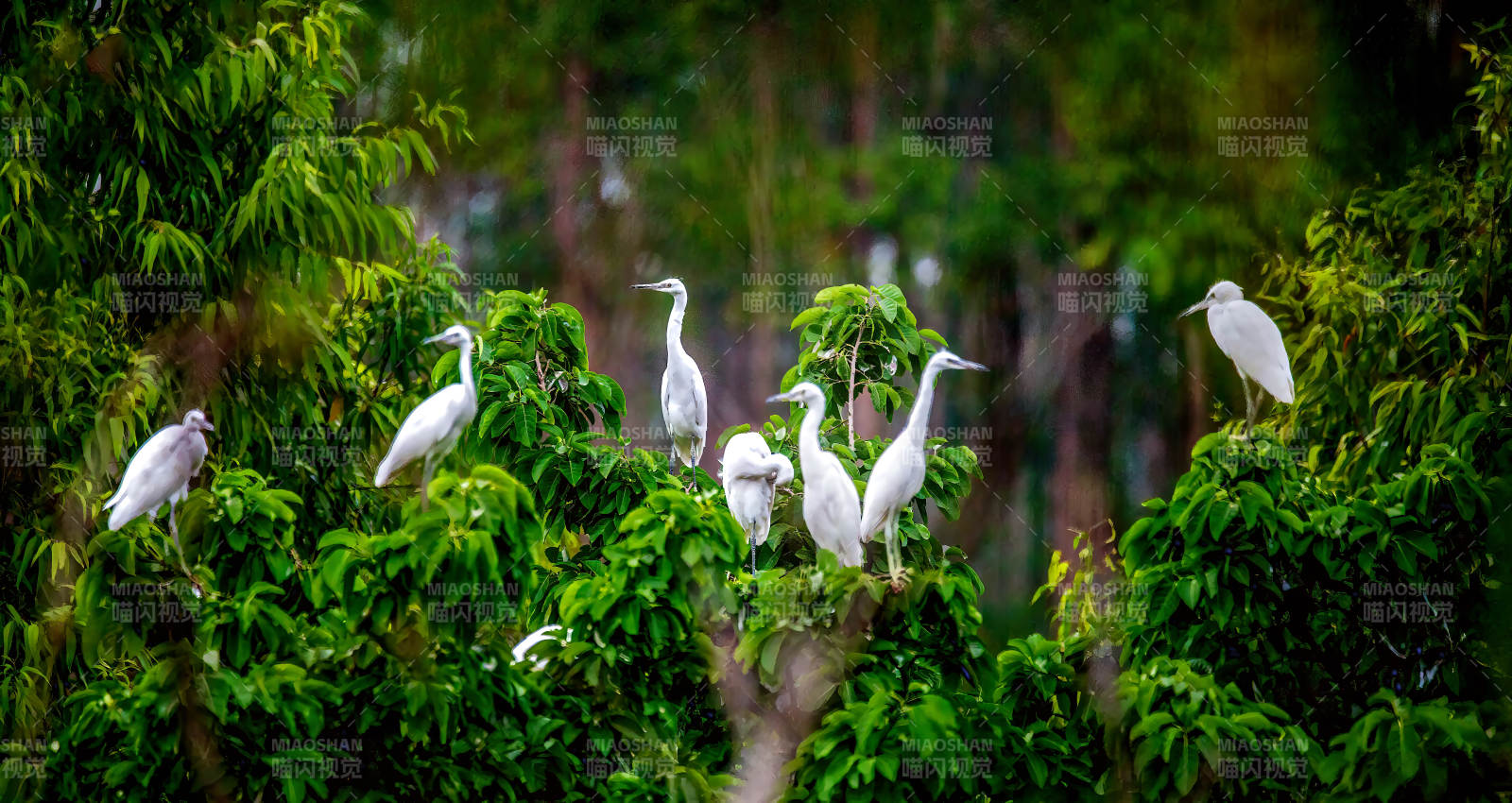 白鹭栖绿树 静谧自然景图片