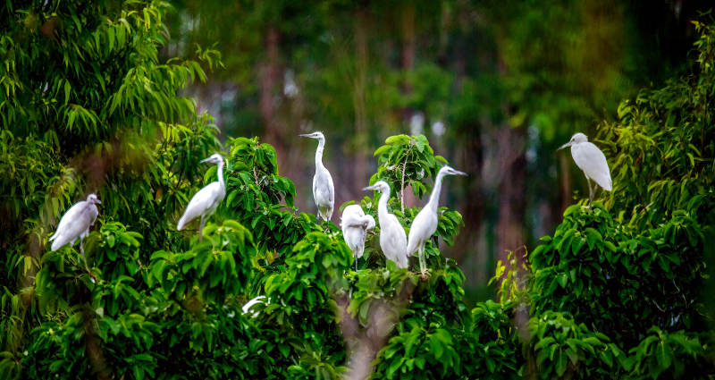 白鹭栖绿树 静谧自然景图片