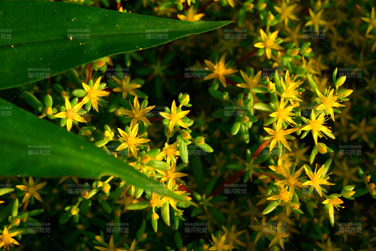 绿叶衬托黄花簇图片