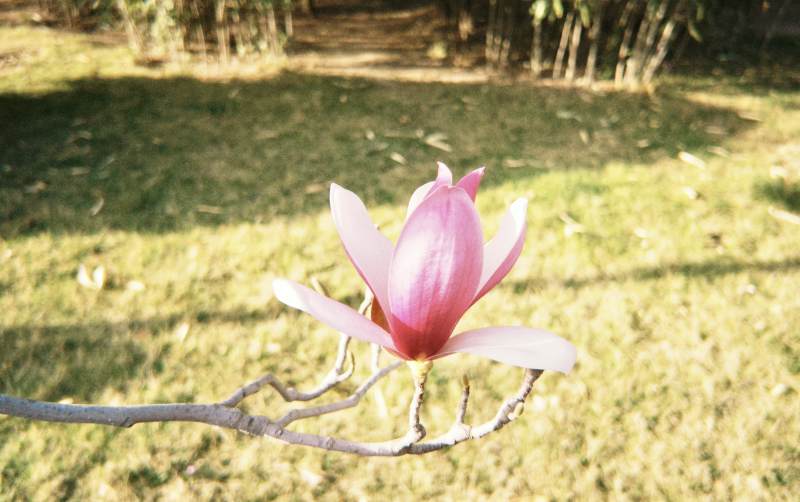 春日玉兰绽放枝头图片