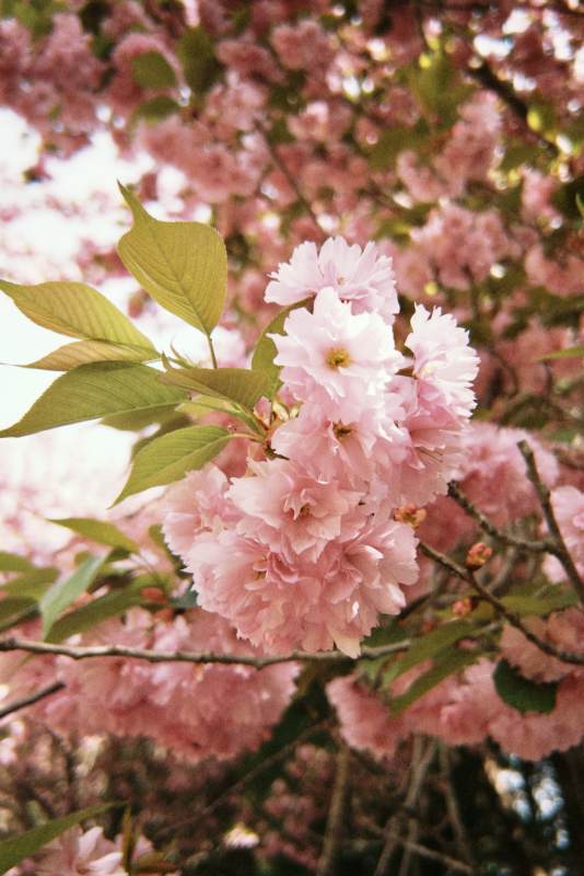 粉樱绽放 春意盎然图片