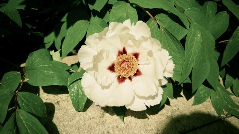 白牡丹绽放绿叶间图片