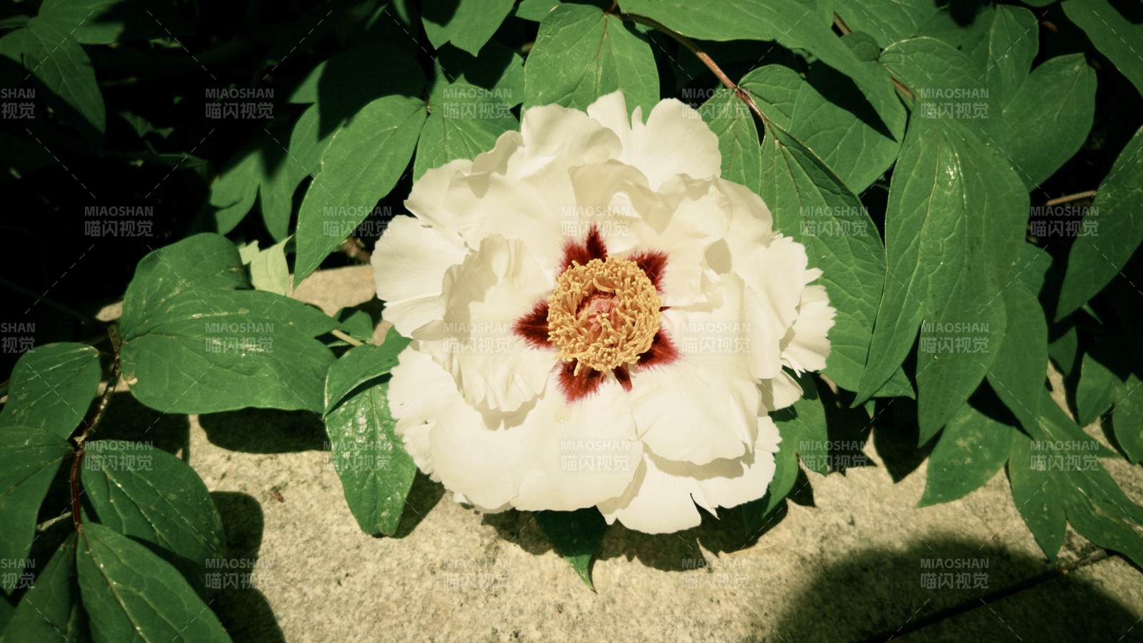 白牡丹绽放绿叶间图片