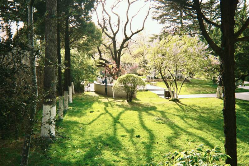 春日林荫 光影斑驳小径图片