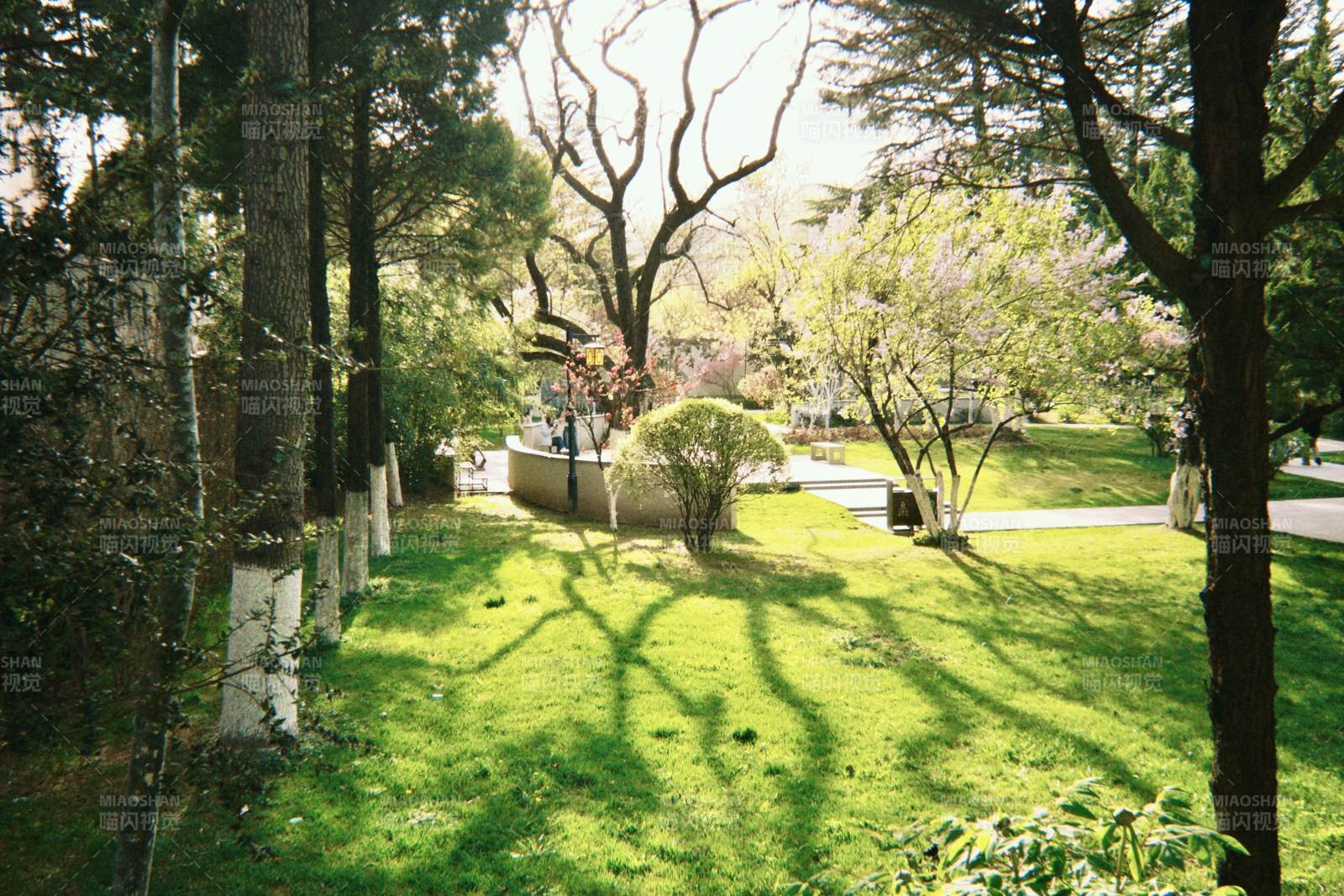 春日林荫 光影斑驳小径图片