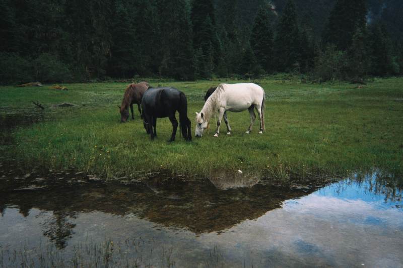 三马溪边吃草 倒影如画图片