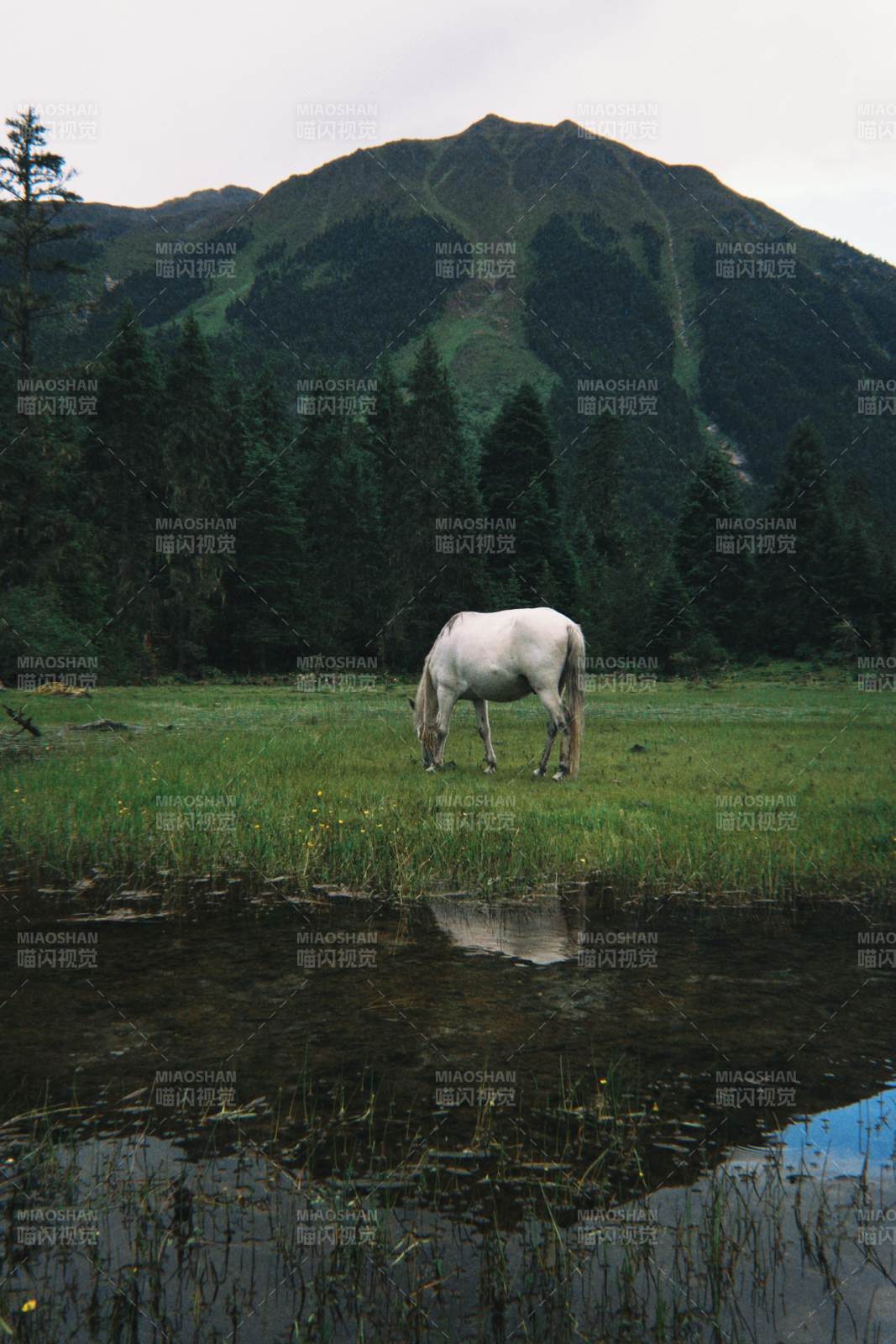 白马食草 山影映水间，西藏图片