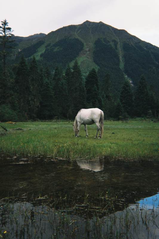 白马食草 山影映水间，西藏图片