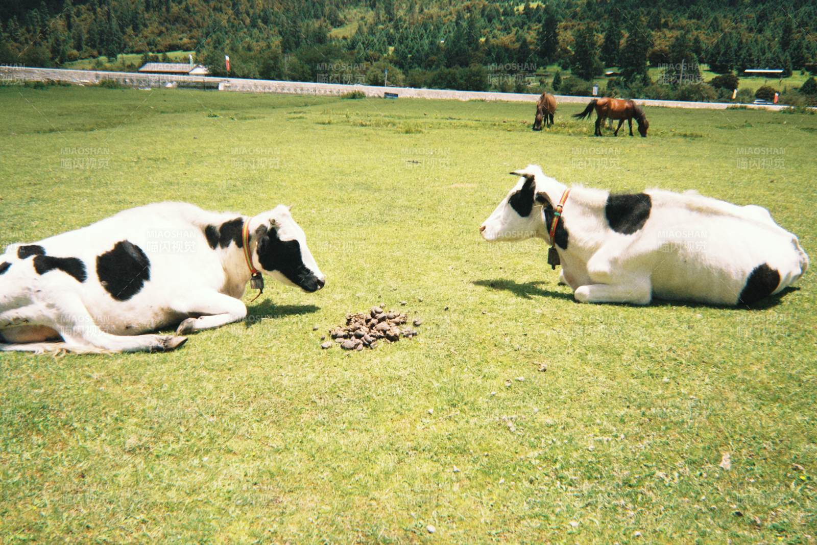 草地上的黑白奶牛与马群，西藏图片