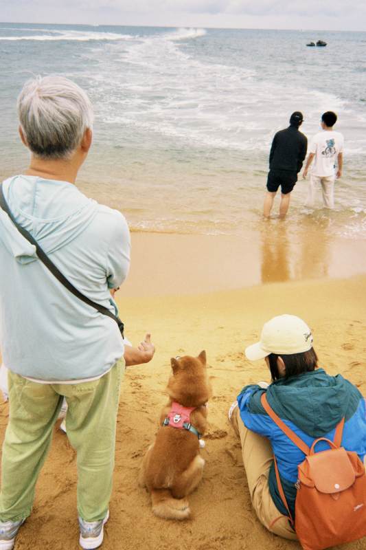 海边遛狗 岁月静好图片