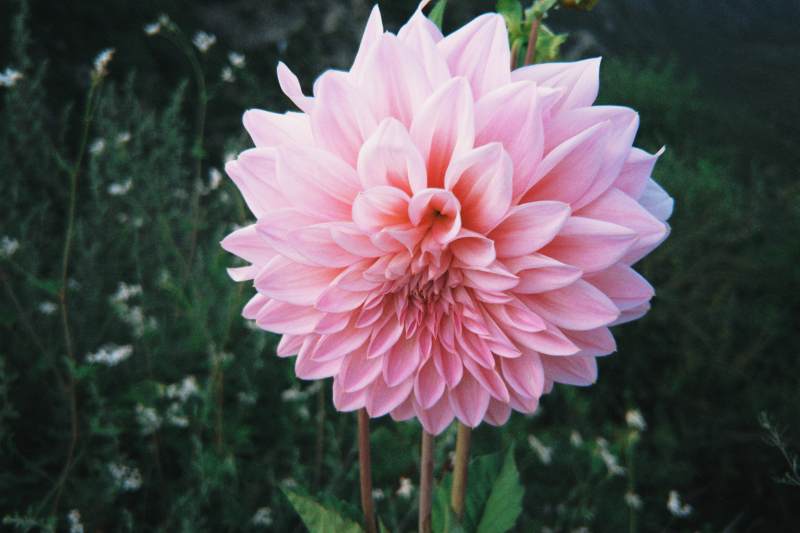 粉嫩大丽花绽放于绿野间图片