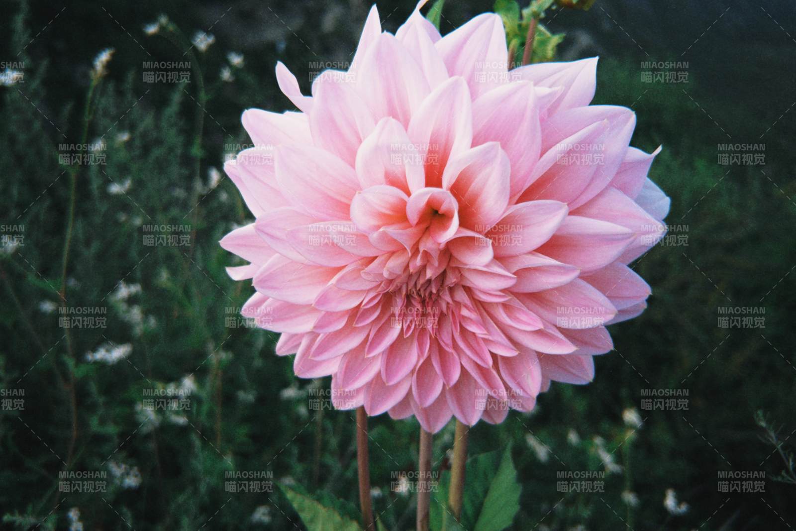 粉嫩大丽花绽放于绿野间图片