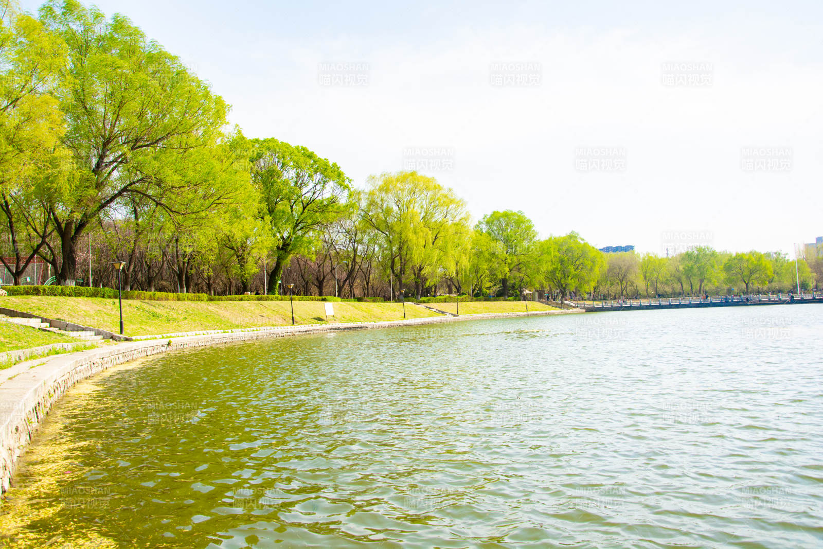 春日湖畔绿柳依依图片