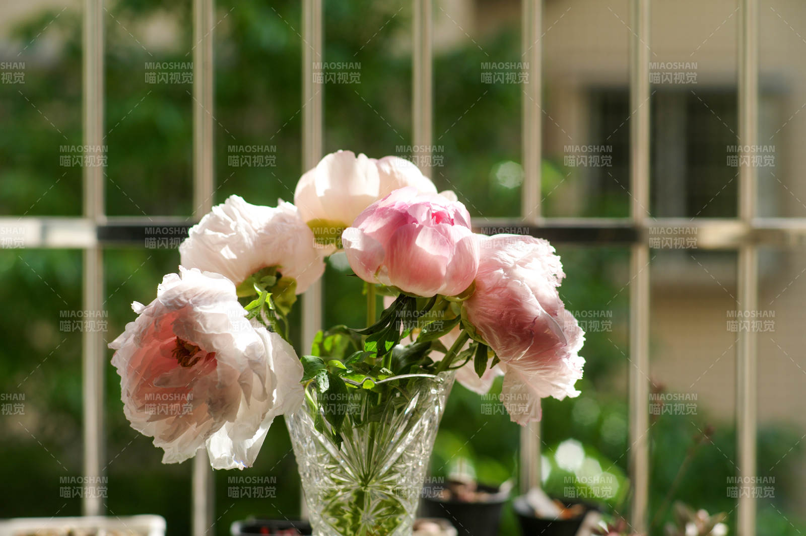 花瓶中的粉色牡丹花图片