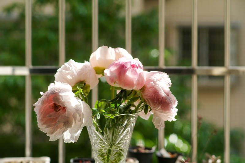 花瓶中的粉色牡丹花图片