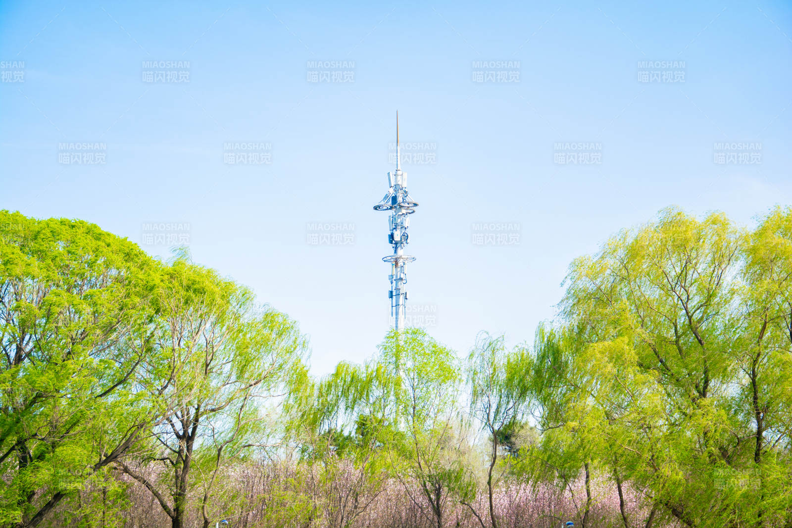 绿树掩映通信塔图片