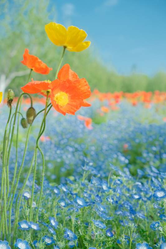 花海绚烂 蓝橙黄交织如梦图片