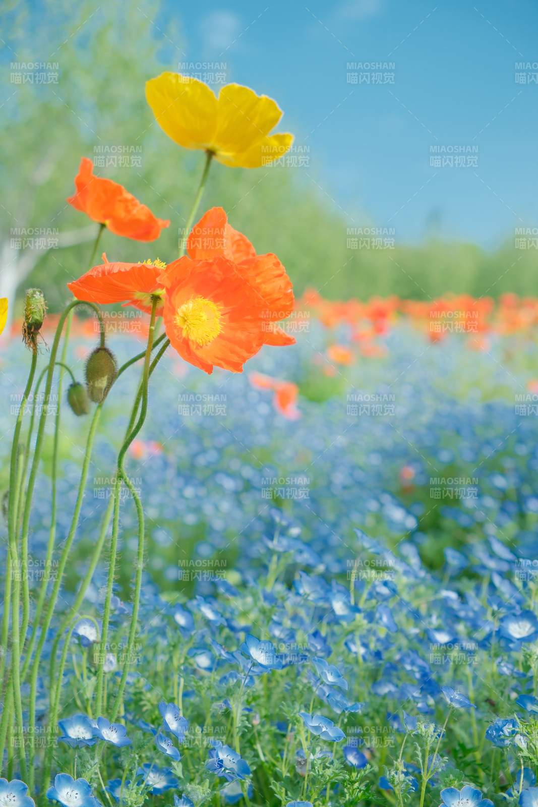 花海绚烂 蓝橙黄交织如梦图片
