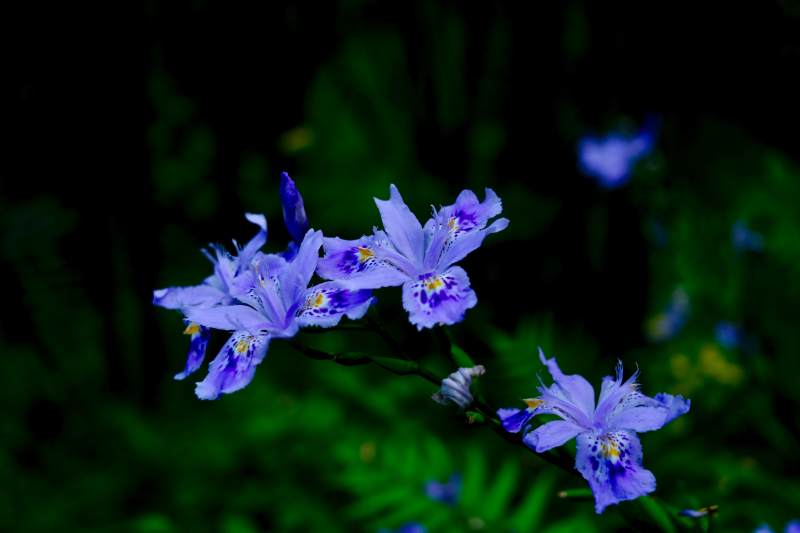 紫鸢尾花夜绽幽香图片