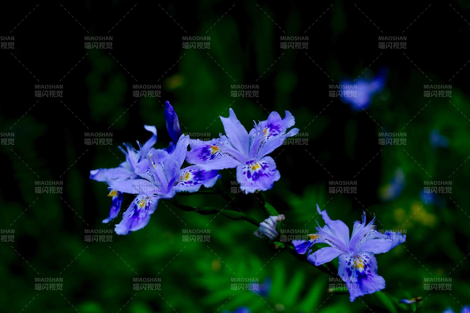 紫鸢尾花夜绽幽香图片