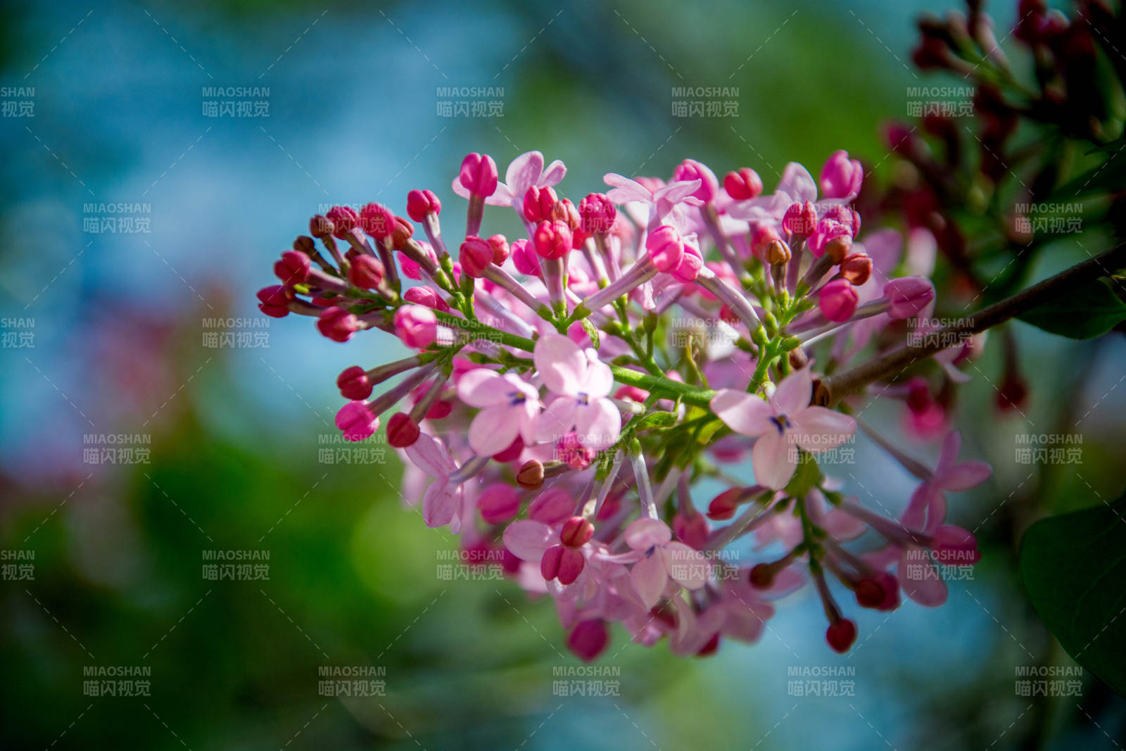 粉紫丁香花簇绽放图片