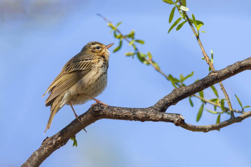 枝头小鸟鸣春早图片